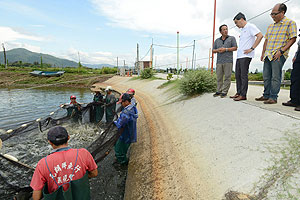 魚塘工作人員捕撈烏頭