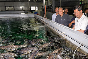 The Chief Executive visited a high-tech indoor giant grouper farm at Lau Fau Shan last year.
