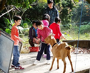 The children were excited at having close contact with goats in a farm.