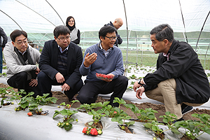 农场采用现代化有机耕作方法种植草莓，并不时向本地农民推广适合本地栽种的品种。