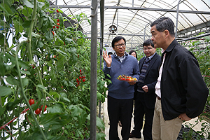 在环控温室栽种车厘茄，可不受土壤条件限制。
