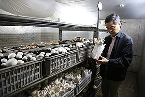 温室培植的食用菇生产技术容易掌握，适合全年生产。