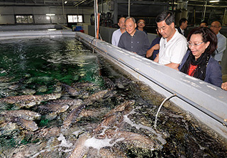 Unaffected by weather, sea water temperature or pollution, the indoor fish farm has stable production. The giant groupers raised there are supplied to local hotels, restaurants and supermarkets.