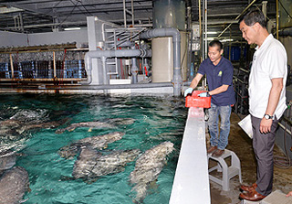 The fish farm's indoor recirculating aquaculture system can remove impurities from the tanks. While ensuring clean water supply, this system can save both energy and water through recycling.