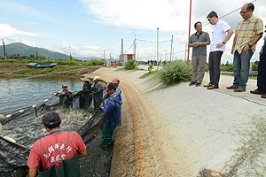 Workers catch grey mullets in a pond.