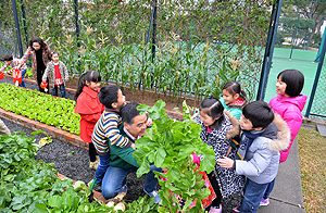 We pulled Chinese white radishes out of the ground together. The children were thrilled and one even tried to get a piggyback ride on me. Work had never been so much fun.