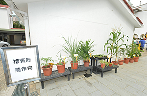 Some plants that I grow, including okra, maize, pitaya (dragon fruit) and lemon, will be on display at Government House on its open day tomorrow. Some plants that I grow, including okra, maize, pitaya (dragon fruit) and lemon, will be on display at Government House on its open day tomorrow.