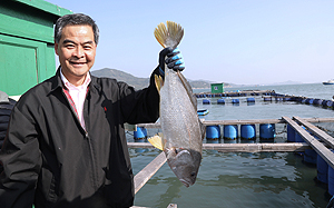 This three-year-old white flower croaker, weighing over four catties, is mature enough for swim bladder collection.