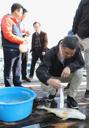 The swim bladder collected will be used to produce fish maw, and the fish body can be used to make salted fish by sunning.